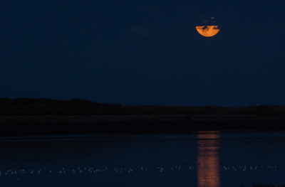 <i class='fa fa-user'></i>&nbsp;Eef Kieft&nbsp;|  In de maneschijn&nbsp; <i class='fa fa-eye'>&nbsp;62</i> &nbsp;<i class='fa fa-thumbs-up'>&nbsp;2</i> &nbsp; <i class='fa fa-comment-o'>&nbsp;3</i>