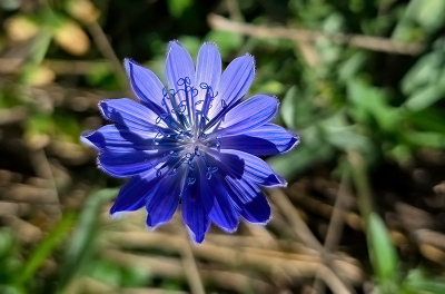 een algemene soort na de bijzondere bermooievaarsbek die ik recent aanbood. wat een verschil tussen de ene en de andere cichorei bloem. deze is donkerder dan andere die vastgelegd heb. Mooi deze vind ik.