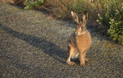 <i class='fa fa-user'></i> nelappelmelk | Haas  <i class='fa fa-eye'> 61</i>   <i class='fa fa-comment-o'> 5</i>