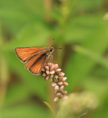 <i class='fa fa-user'></i>&nbsp;Tineke Strijbosch&nbsp;|  Zwartsprietdikkopje&nbsp; <i class='fa fa-eye'>&nbsp;40</i> &nbsp;<i class='fa fa-thumbs-up'>&nbsp;6</i> &nbsp; <i class='fa fa-comment-o'>&nbsp;7</i>