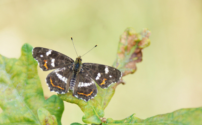 <i class='fa fa-user'></i> David Ruijs | Landkaartje  <i class='fa fa-eye'> 53</i>   <i class='fa fa-comment-o'> 1</i>