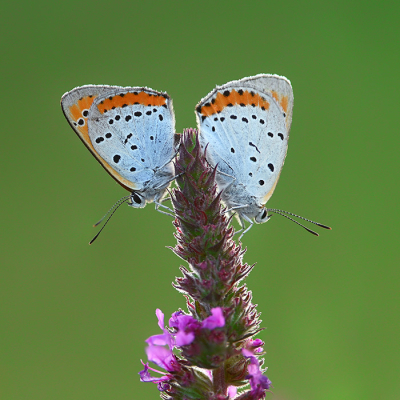 <i class='fa fa-user'></i>&nbsp;Eric Gibcus&nbsp;|  Grote Vuurvlinder&nbsp; <i class='fa fa-eye'>&nbsp;83</i> &nbsp;<i class='fa fa-thumbs-up'>&nbsp;9</i> &nbsp; <i class='fa fa-comment-o'>&nbsp;10</i>