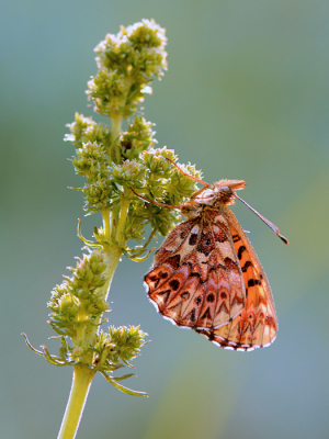 <i class='fa fa-user'></i>&nbsp;Mignon-Creative&nbsp;|  Titania's Parelmoervlinder&nbsp; <i class='fa fa-eye'>&nbsp;84</i> &nbsp;<i class='fa fa-thumbs-up'>&nbsp;8</i> &nbsp; <i class='fa fa-comment-o'>&nbsp;8</i>