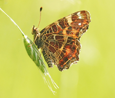 <i class='fa fa-user'></i> David Ruijs | Landkaartje  <i class='fa fa-eye'> 49</i>   <i class='fa fa-comment-o'> 1</i>