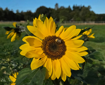 <i class='fa fa-user'></i> guidomwm | Zonnebloem  <i class='fa fa-eye'> 50</i>  <i class='fa fa-thumbs-up'> 2</i>   <i class='fa fa-comment-o'> 9</i>