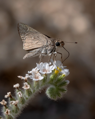 <i class='fa fa-user'></i>&nbsp;Johan van Gurp&nbsp;|  Groot Kustdikkopje&nbsp; <i class='fa fa-eye'>&nbsp;51</i> &nbsp;<i class='fa fa-thumbs-up'>&nbsp;3</i> &nbsp; <i class='fa fa-comment-o'>&nbsp;2</i>