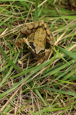 <i class='fa fa-user'></i>&nbsp;frbeuming&nbsp;|  Bruine Kikker&nbsp; <i class='fa fa-eye'>&nbsp;29</i> &nbsp; <i class='fa fa-comment-o'>&nbsp;1</i>