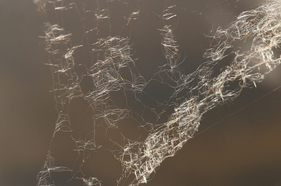 <i class='fa fa-user'></i> frbeuming | Lisdoddezaad in web  <i class='fa fa-eye'> 65</i>   <i class='fa fa-comment-o'> 3</i>