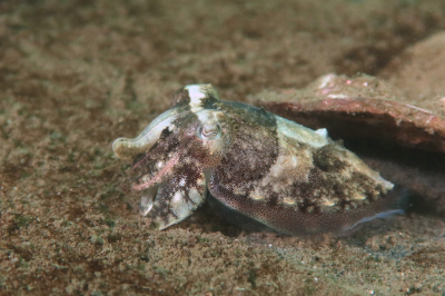 <i class='fa fa-user'></i> Vincent Rijnbende | Gewone Zeekat  <i class='fa fa-eye'> 75</i>  <i class='fa fa-thumbs-up'> 8</i>   <i class='fa fa-comment-o'> 5</i>