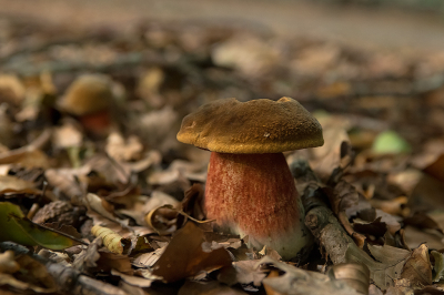 <i class='fa fa-user'></i>&nbsp;Willem Verhagen&nbsp;|  Gewone Heksenboleet&nbsp; <i class='fa fa-eye'>&nbsp;72</i> &nbsp;<i class='fa fa-thumbs-up'>&nbsp;4</i> &nbsp; <i class='fa fa-comment-o'>&nbsp;6</i>