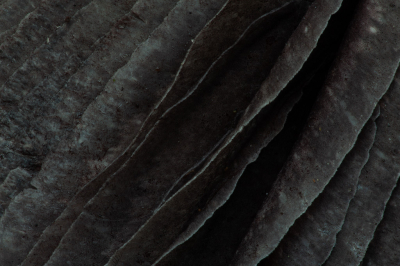 <i class='fa fa-user'></i>&nbsp;Adri Gr Nuelend&nbsp;|  Blauwplaatstropharia&nbsp; <i class='fa fa-eye'>&nbsp;80</i> &nbsp;<i class='fa fa-thumbs-up'>&nbsp;1</i> &nbsp; <i class='fa fa-comment-o'>&nbsp;6</i>