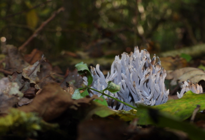 <i class='fa fa-user'></i>&nbsp;Jovanzo&nbsp;|  Asgrauwe Koraalzwam&nbsp; <i class='fa fa-eye'>&nbsp;69</i> &nbsp; <i class='fa fa-comment-o'>&nbsp;4</i>