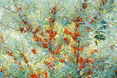 <i class='fa fa-user'></i> hesterb | Duindoorn  <i class='fa fa-eye'> 70</i>  <i class='fa fa-thumbs-up'> 1</i>   <i class='fa fa-comment-o'> 4</i>