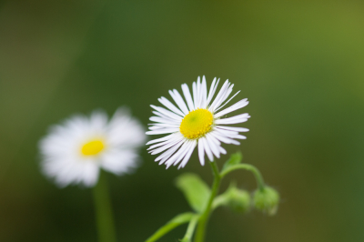 <i class='fa fa-user'></i> susan meijnders | Zomerfijnstraal  <i class='fa fa-eye'> 48</i>   <i class='fa fa-comment-o'> 2</i>