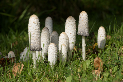 <i class='fa fa-user'></i>&nbsp;Jan Luit&nbsp;|  Geschubde Inktzwam&nbsp; <i class='fa fa-eye'>&nbsp;55</i> &nbsp; <i class='fa fa-comment-o'>&nbsp;4</i>