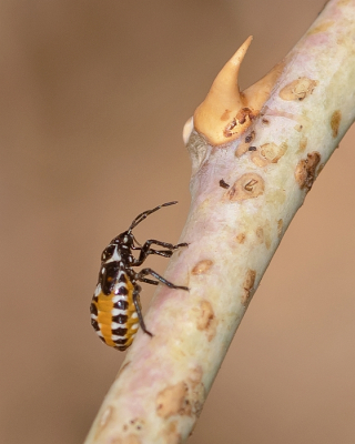 <i class='fa fa-user'></i> Johan van Gurp | Bonte kappertjeswants  <i class='fa fa-eye'> 73</i>  <i class='fa fa-thumbs-up'> 3</i>   <i class='fa fa-comment-o'> 1</i>