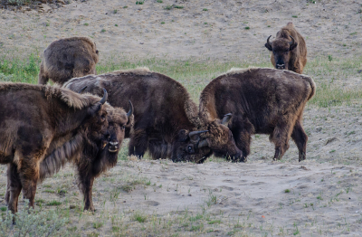 <i class='fa fa-user'></i> Eef Kieft | Wisent  <i class='fa fa-eye'> 73</i>   <i class='fa fa-comment-o'> 2</i>