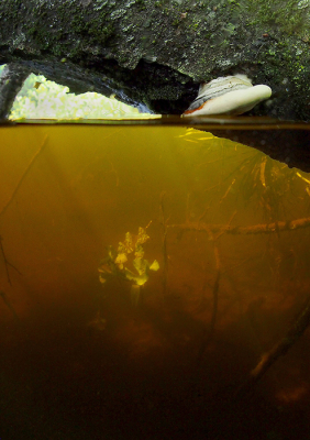 <i class='fa fa-user'></i>&nbsp;Eric Gibcus&nbsp;|  Roodgerande Houtzwam&nbsp; <i class='fa fa-eye'>&nbsp;57</i> &nbsp; <i class='fa fa-comment-o'>&nbsp;0</i>