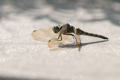 <i class='fa fa-user'></i> Willem Verhagen | Gewone Oeverlibel  <i class='fa fa-eye'> 44</i>  <i class='fa fa-thumbs-up'> 2</i>   <i class='fa fa-comment-o'> 2</i>