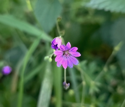 <i class='fa fa-user'></i> guidomwm | Bermooievaarsbek  <i class='fa fa-eye'> 30</i>   <i class='fa fa-comment-o'> 0</i>