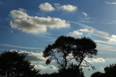 <i class='fa fa-user'></i>&nbsp;hesterb&nbsp;|  Wolken en duindoornsilhouet&nbsp; <i class='fa fa-eye'>&nbsp;48</i> &nbsp; <i class='fa fa-comment-o'>&nbsp;0</i>