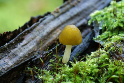 <i class='fa fa-user'></i>&nbsp;Jelle Bakker&nbsp;|  Goudgele Hertenzwam&nbsp; <i class='fa fa-eye'>&nbsp;40</i> &nbsp; <i class='fa fa-comment-o'>&nbsp;1</i>