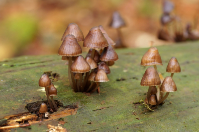 <i class='fa fa-user'></i>&nbsp;Jelle Bakker&nbsp;|  Bundelchloormycena&nbsp; <i class='fa fa-eye'>&nbsp;42</i> &nbsp; <i class='fa fa-comment-o'>&nbsp;0</i>