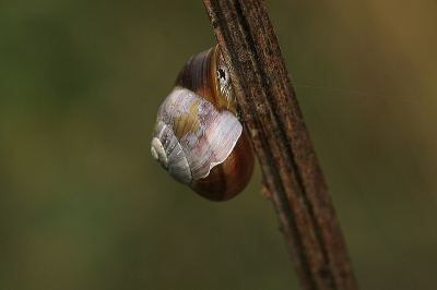 <i class='fa fa-user'></i> frbeuming | Zwartgerande Tuinslak  <i class='fa fa-eye'> 45</i>   <i class='fa fa-comment-o'> 0</i>