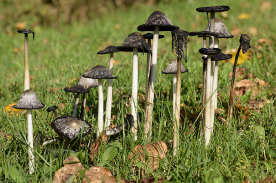 <i class='fa fa-user'></i>&nbsp;Jan Luit&nbsp;|  Geschubde Inktzwam&nbsp; <i class='fa fa-eye'>&nbsp;53</i> &nbsp; <i class='fa fa-comment-o'>&nbsp;0</i>