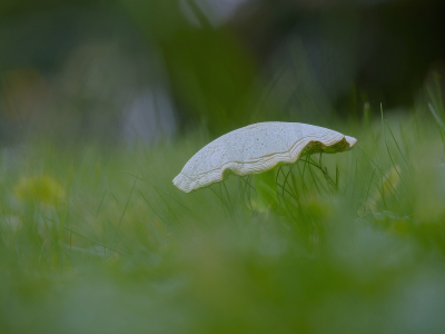 <i class='fa fa-user'></i>&nbsp;janvangastel&nbsp;|  Blanke Championparasol&nbsp; <i class='fa fa-eye'>&nbsp;58</i> &nbsp; <i class='fa fa-comment-o'>&nbsp;4</i>