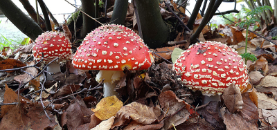 <i class='fa fa-user'></i>&nbsp;guidomwm&nbsp;|  Vliegenzwam&nbsp; <i class='fa fa-eye'>&nbsp;74</i> &nbsp;<i class='fa fa-thumbs-up'>&nbsp;2</i> &nbsp; <i class='fa fa-comment-o'>&nbsp;11</i>