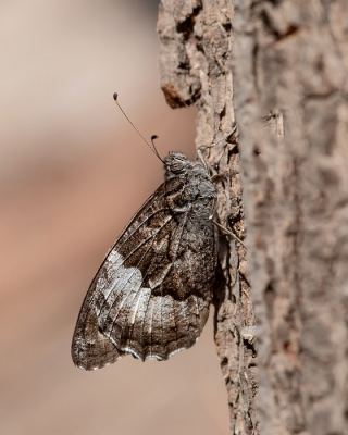 <i class='fa fa-user'></i> Johan van Gurp | Grote Boswachter  <i class='fa fa-eye'> 61</i>   <i class='fa fa-comment-o'> 2</i>