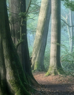 Nature picture: 4. Sciurus vulgaris / Eekhoorn / Red Squirrel
