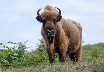 <i class='fa fa-user'></i> Eef Kieft | Wisent  <i class='fa fa-eye'> 89</i>   <i class='fa fa-comment-o'> 5</i>