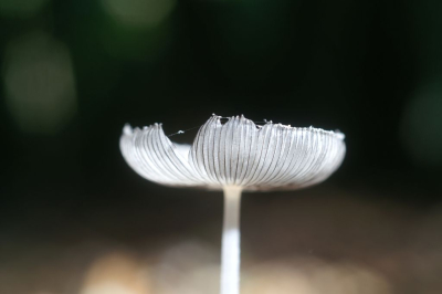 <i class='fa fa-user'></i>&nbsp;Jasper&nbsp;|  Hazenpootje&nbsp; <i class='fa fa-eye'>&nbsp;60</i> &nbsp;<i class='fa fa-thumbs-up'>&nbsp;1</i> &nbsp; <i class='fa fa-comment-o'>&nbsp;2</i>