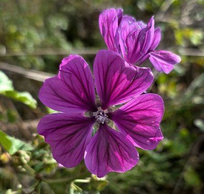 <i class='fa fa-user'></i> guidomwm | Groot Kaasjeskruid  <i class='fa fa-eye'> 41</i>   <i class='fa fa-comment-o'> 2</i>