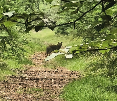 een van onze dagelijkse wandelingen dit keer een kilometer of 3 van huis deze melanistische vos gezien en vastgelegd , zeer mager resultaat . maar zeer zeldzaam heeft een jaar gekost voordat we precies wisten wat de soort was.  interessant om even te zien dacht ik.