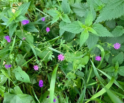 deze foto laat zien hoeveel kleurvariaties er zijn bij deze kleine bloemetjes
erg weinig foto's van deze soort. schijnt zeldzaam te zijn.