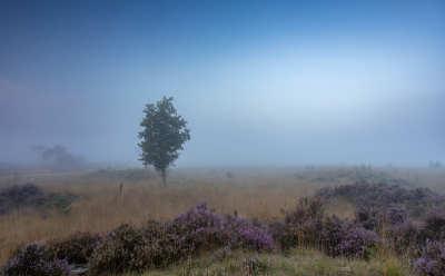 <i class='fa fa-user'></i> Pieter  LJ |  Mist op de heide  <i class='fa fa-eye'> 49</i>  <i class='fa fa-thumbs-up'> 1</i>   <i class='fa fa-comment-o'> 4</i>