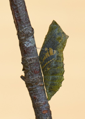 <i class='fa fa-user'></i> koekieman | Koninginnenpage  <i class='fa fa-eye'> 99</i>  <i class='fa fa-thumbs-up'> 6</i>   <i class='fa fa-comment-o'> 3</i>