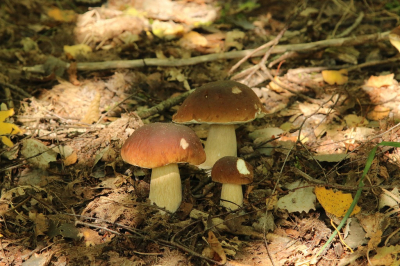 <i class='fa fa-user'></i>&nbsp;frbeuming&nbsp;|  Gewoon Eekhoorntjesbrood&nbsp; <i class='fa fa-eye'>&nbsp;58</i> &nbsp; <i class='fa fa-comment-o'>&nbsp;3</i>