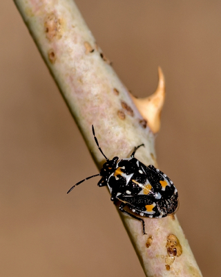 <i class='fa fa-user'></i> Johan van Gurp | Bonte kappertjeswants  <i class='fa fa-eye'> 65</i>  <i class='fa fa-thumbs-up'> 2</i>   <i class='fa fa-comment-o'> 3</i>