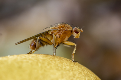 <i class='fa fa-user'></i> Martin Verbeeten | Suillia sp.  <i class='fa fa-eye'> 51</i>  <i class='fa fa-thumbs-up'> 1</i>   <i class='fa fa-comment-o'> 2</i>