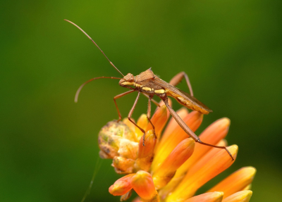 <i class='fa fa-user'></i> JeroenAsilia | Rijstoorwants  <i class='fa fa-eye'> 52</i>   <i class='fa fa-comment-o'> 1</i>