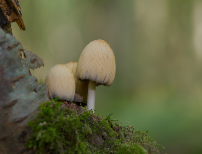 <i class='fa fa-user'></i>&nbsp;janvangastel&nbsp;|  Glimmerinktzwam&nbsp; <i class='fa fa-eye'>&nbsp;50</i> &nbsp;<i class='fa fa-thumbs-up'>&nbsp;1</i> &nbsp; <i class='fa fa-comment-o'>&nbsp;6</i>