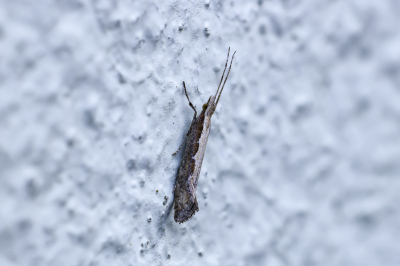 <i class='fa fa-user'></i> Martin Verbeeten | Koolmotje  <i class='fa fa-eye'> 36</i>   <i class='fa fa-comment-o'> 2</i>