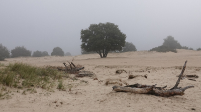 Vroeg in de nevelige ochtend genomen in de buurt van Wateren en het Canadameer onderweg naar een midweek richting Schiermonnikoog.