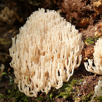 <i class='fa fa-user'></i>&nbsp;Ben Aalders&nbsp;|  Rechte Koraalzwam&nbsp; <i class='fa fa-eye'>&nbsp;74</i> &nbsp; <i class='fa fa-comment-o'>&nbsp;5</i>