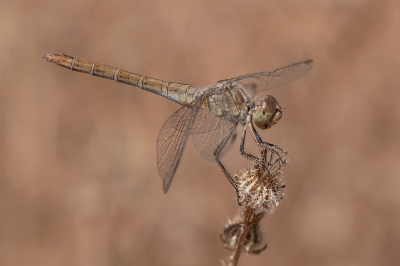 <i class='fa fa-user'></i> Johan van Gurp | Zuidelijke Heidelibel  <i class='fa fa-eye'> 57</i>  <i class='fa fa-thumbs-up'> 5</i>   <i class='fa fa-comment-o'> 2</i>