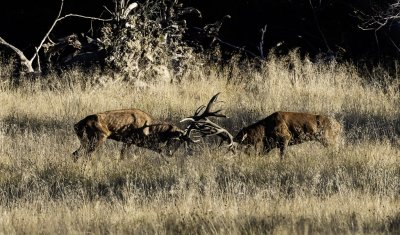 <i class='fa fa-user'></i> David | Edelhert  <i class='fa fa-eye'> 83</i>   <i class='fa fa-comment-o'> 0</i>